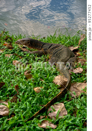 大都会に生息する大トカゲ (Varanus salvator) Bangkok 95277452