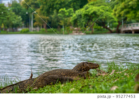 大都会に生息する大トカゲ (Varanus salvator) Bangkok 95277453
