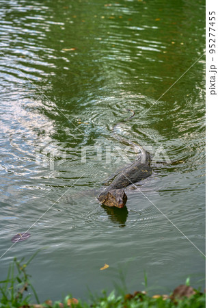 大都会に生息する大トカゲ (Varanus salvator) Bangkok 95277455