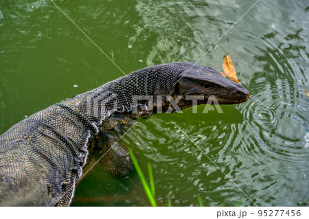 大都会に生息する大トカゲ (Varanus salvator) Bangkok 大都会に生息する大トカゲ (Varanus salvator) Bangkok 95277456