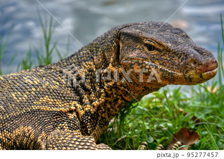 大都会に生息する大トカゲ (Varanus salvator) Bangkok 95277457