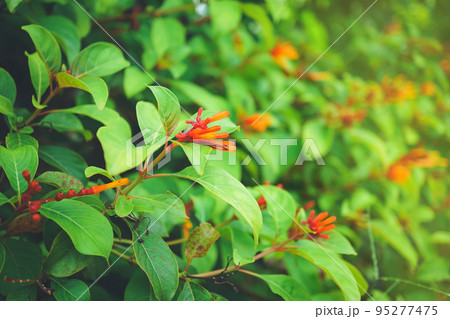 Flower of Firebush, Redhead, Coloradillo, Hamelin patens Jacq., Rubiaceae, the flowers are bunched by the clusters and branches of the branches of orange. 95277475