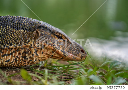 大都会に生息する大トカゲ (Varanus salvator) Bangkok 95277720