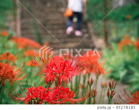 彼岸花と参拝風景 95278185