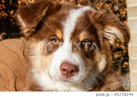Dog, three month old Australian Shepherd Dog, three month old Australian Shepherd 95278244