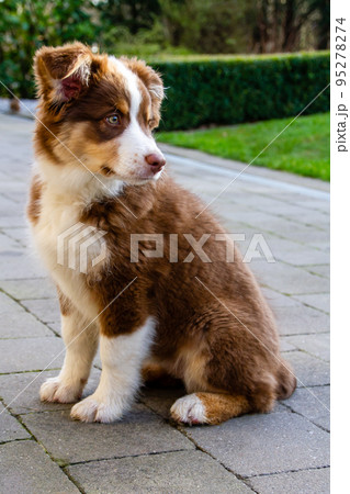 Dog, three month old Australian Shepherd Dog, three month old Australian Shepherd 95278274