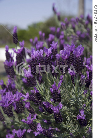 この紫色の花の名前はフレンチラベンダーです。学名はLavandula stoechasです。 この紫色の花の名前はフレンチラベンダーです。学名はLavandula stoechasです。 95278375