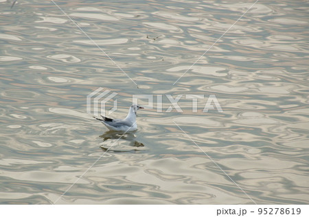seagull floating on sea surface at Bang poo travel location in Thailand  95278619