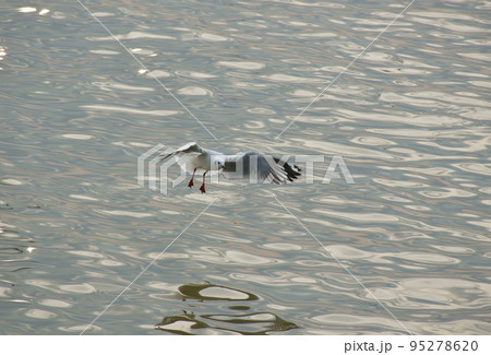 seagull flying to feeding food on sea at Bang poo travel location in Thailand  95278620