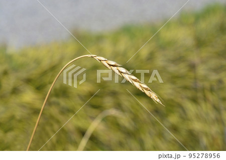 Dinkel wheat Dinkel wheat 95278956
