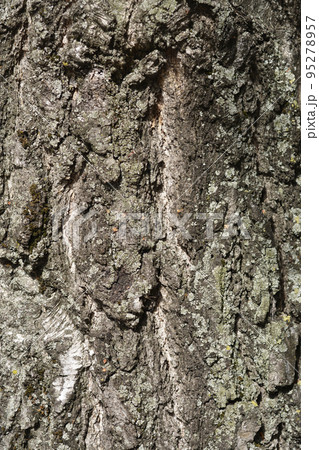 Common birch Common birch 95278957