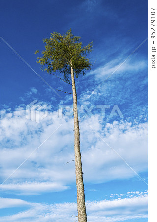Big conifer tree, High Tatras mountain, Slovakia 95279107