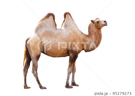 camel camel 95279273