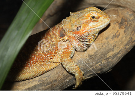 Close up head Horned Lizard at thailand Close up head Horned Lizard at thailand 95279641
