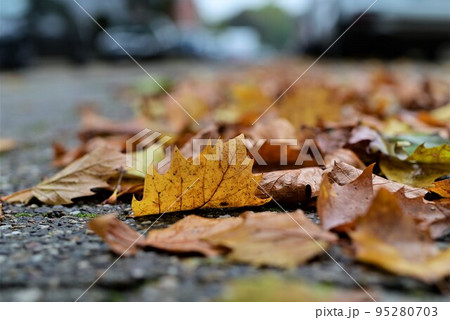 Autumn leaves on a road against a blurred background Autumn leaves on a road against a blurred background 95280703