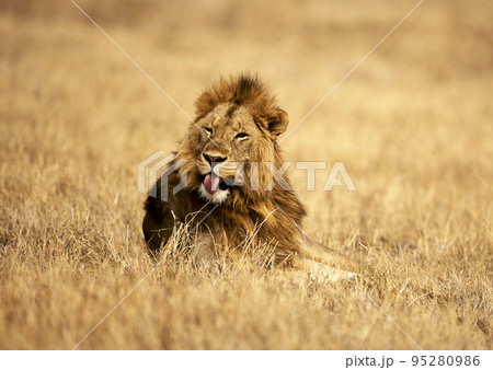 Beautiful Tanzania wildlife pictures Beautiful Tanzania wildlife pictures 95280986