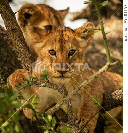 Magical Tanzania wildlife pictures   95281157