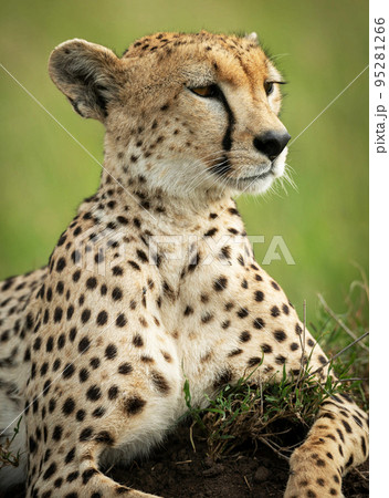Wildlife in Tanzania Wildlife in Tanzania 95281266