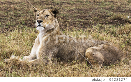 Wildlife in Tanzania  95281274