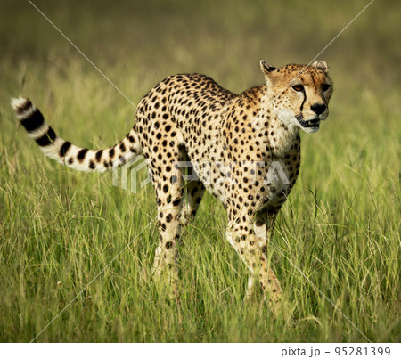Best wildlife tours in Tanzania Best wildlife tours in Tanzania 95281399