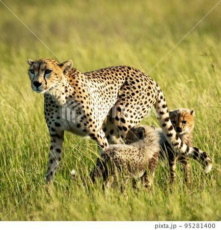 Best wildlife tours in Tanzania Best wildlife tours in Tanzania 95281400