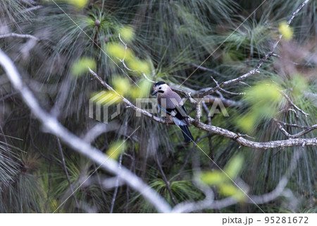 A beautiful shot of a blue jay sitting on a branch 95281672