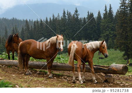 Domesticated mountain horses on farms in the mountains. 95281738