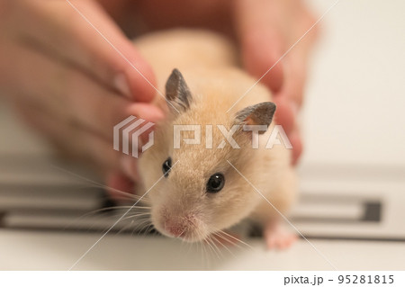 Pet hamster in the hands of a child. Pet hamster in the hands of a child. 95281815