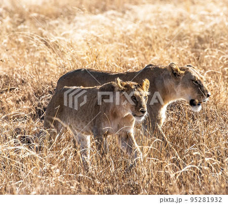 Tanzania Wildlife photography Tanzania Wildlife photography 95281932