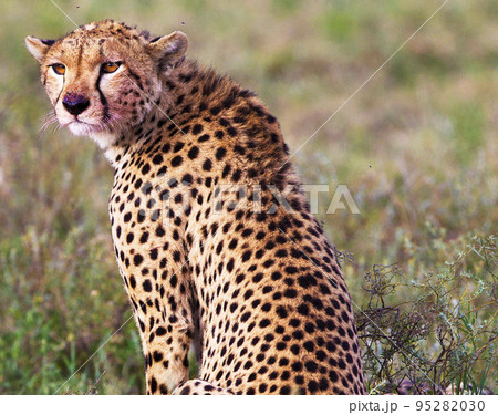 Best wildlife safari in Tanzania  95282030