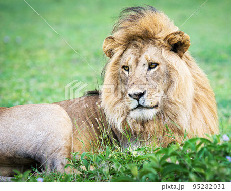 Best wildlife safari in Tanzania  95282031