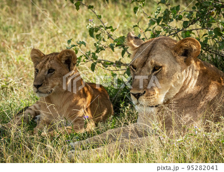 Tanzania wildlife pictures 95282041