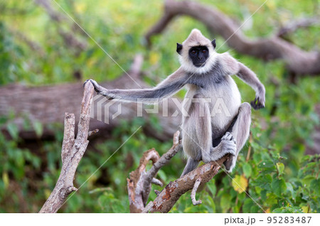 Gray langur or Semnopithecus priam thersites sits on tree Gray langur or Semnopithecus priam thersites sits on tree 95283487
