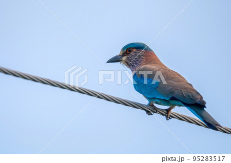 Close-up of Indian Roller or Coracias benghalensis 95283517