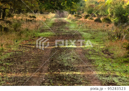 Scenic view of a old road through autumn trees 95283523