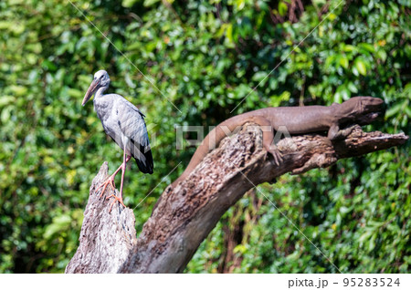 Asian openbill stork or Anastomus oscitans pearches on a tree 95283524