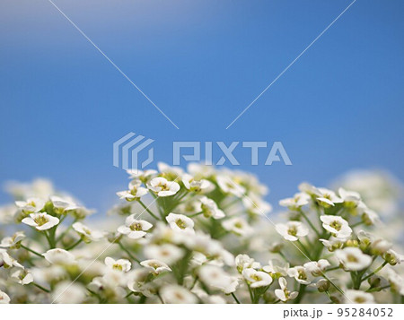 青空と満開のスイートアリッサムの花 青空と満開のスイートアリッサムの花 95284052