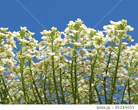 青空と満開のスイートアリッサムの花 95284055