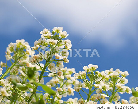 青空と満開のスイートアリッサムの花 95284056
