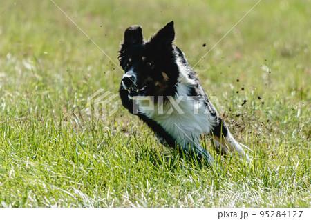 Dog running across the field on lure coursing competition Dog running across the field on lure coursing competition 95284127