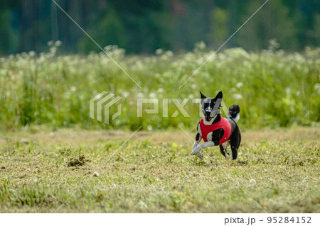 Basenji dog in red shirt running and chasing lure in the field on coursing competition 95284152