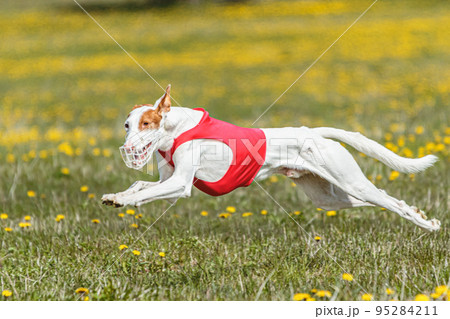 Podenco dog running fast and chasing lure across green field 95284211