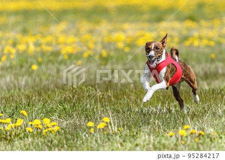Basenji dog flying moment of running across the field on lure coursing competition 95284217