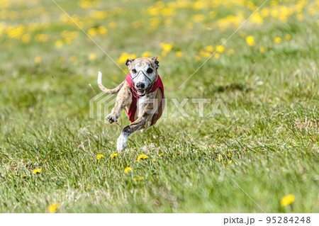 Whippet sprinter running in red jacket on coursing field at competition in summer Whippet sprinter running in red jacket on coursing field at competition in summer 95284248