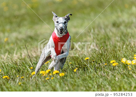 Whippet sprinter running in red jacket on coursing field at competition in summer Whippet sprinter running in red jacket on coursing field at competition in summer 95284253
