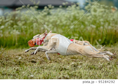 Whippet dogs in red and white shirts running and chasing lure in the field on coursing competition 95284292