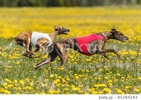Greyhound dogs in red and white shirts running and chasing lure in the field in summer Greyhound dogs in red and white shirts running and chasing lure in the field in summer 95284293