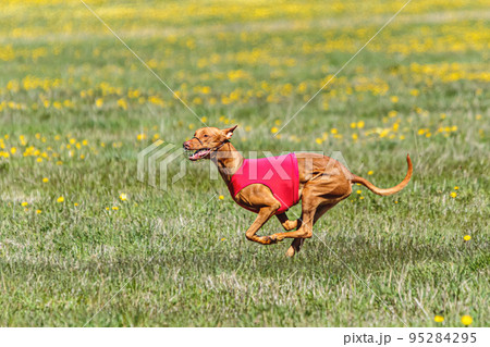 Pharaoh Hound dog in red shirt running and chasing lure in the field on coursing competition Pharaoh Hound dog in red shirt running and chasing lure in the field on coursing competition 95284295