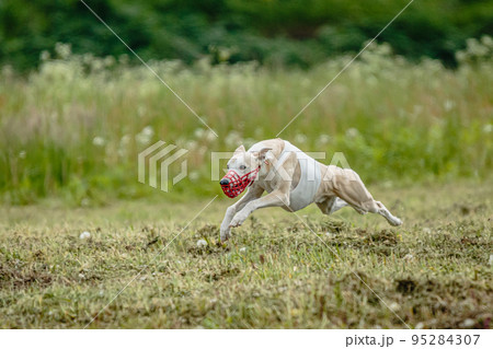 Whippet dog in white shirt running and chasing lure in the field on coursing competition 95284307