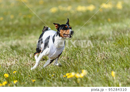 Basenji dog running in white jacket on coursing field at competition in summer 95284310